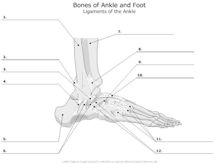 Foot And Ankle Anatomy Worksheet
