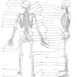 Anatomy Labeling Worksheets Google Search Skeletal System Worksheet