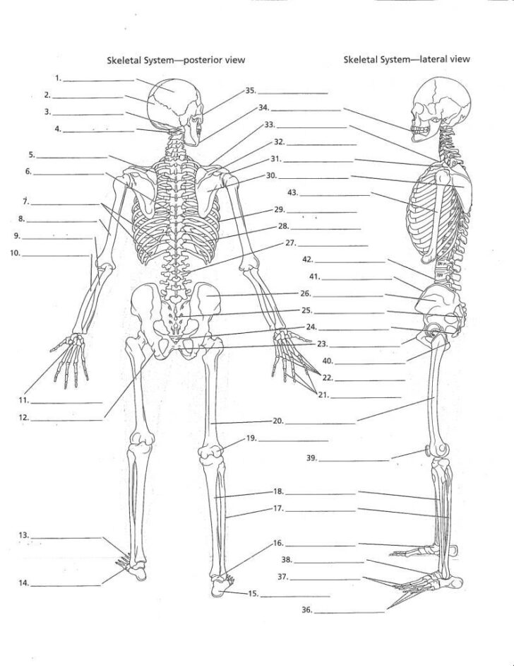Anatomy And Physiology Skeletal System Worksheet