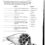 Anatomy Muscle Worksheet