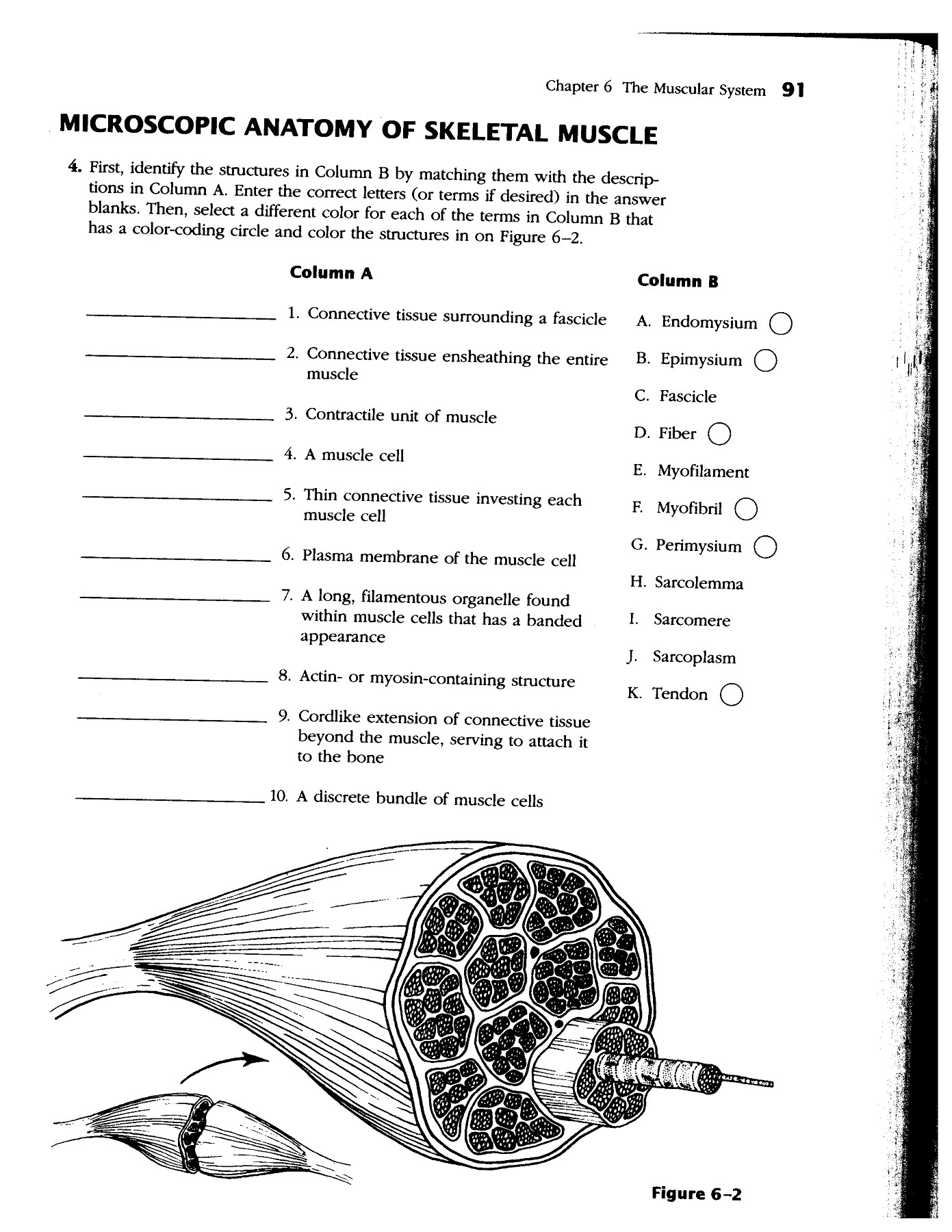 Anatomy Muscle Worksheet