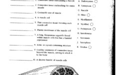 Anatomy Muscle Worksheet
