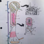 Anatomy Of A Bone Coloring Bilscreen