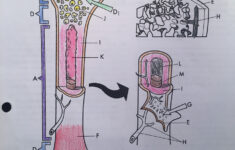 Anatomy Of A Bone Coloring Bilscreen
