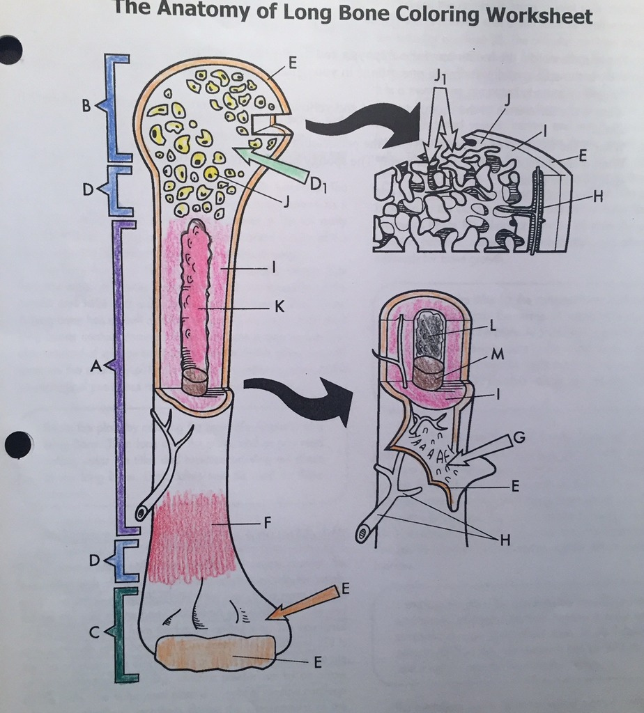 Anatomy Of A Bone Coloring Bilscreen