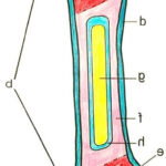 Anatomy Of A Bone Coloring Bone Color Color Coloring Pages