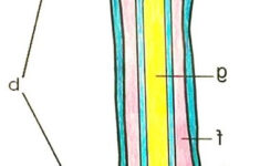 Anatomy Of A Bone Coloring Bone Color Color Coloring Pages