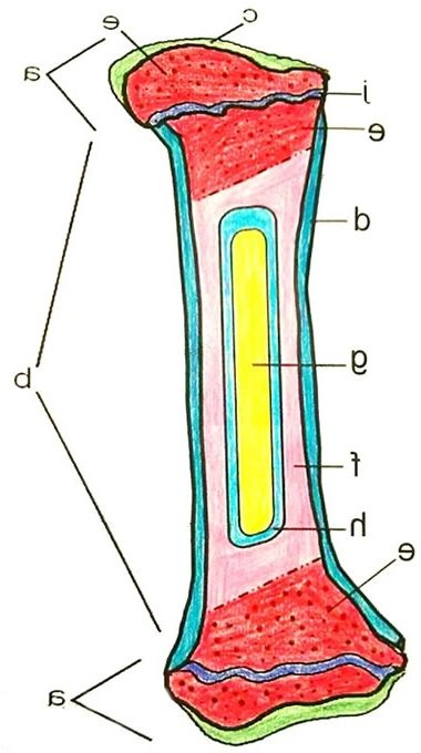 Anatomy Of A Bone Coloring Bone Color Color Coloring Pages