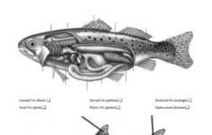 Anatomy Of A Fish Coloring Answer Key Coloring Walls