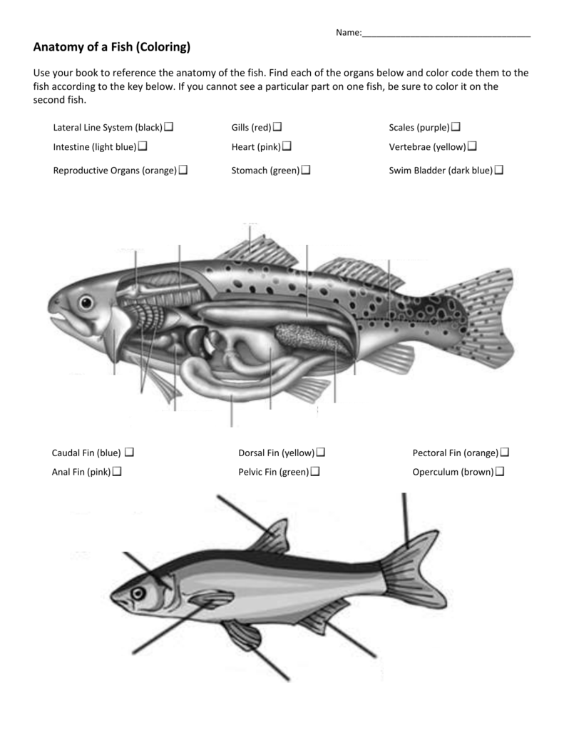 Anatomy Of A Fish Coloring Answer Key Coloring Walls