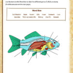 Anatomy Of A Fish View 5th Grade Science Worksheets Online