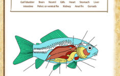 Anatomy Of A Fish View 5th Grade Science Worksheets Online