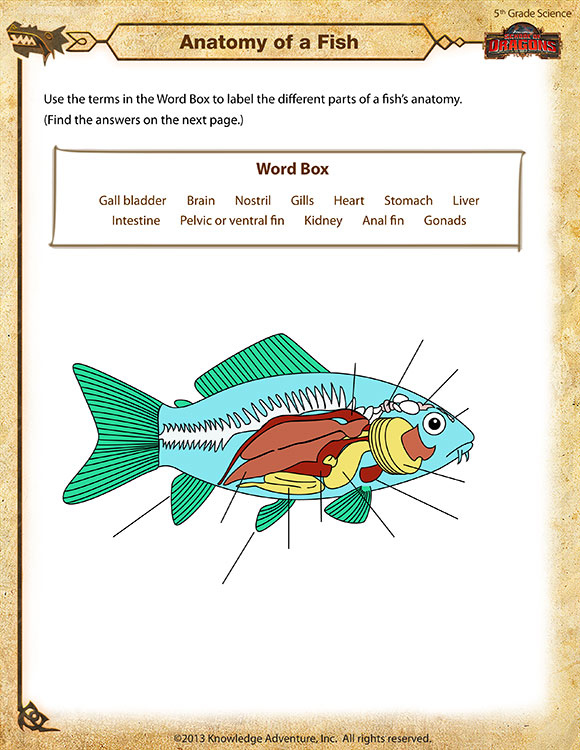 Anatomy Of A Fish View 5th Grade Science Worksheets Online