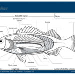 Anatomy Of A Fish Worksheets Worksheets Day