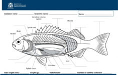 Anatomy Of A Fish Worksheets Worksheets Day