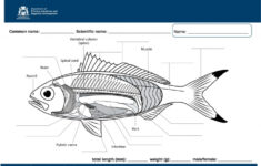 Anatomy Of A Fish Worksheets Worksheets Day