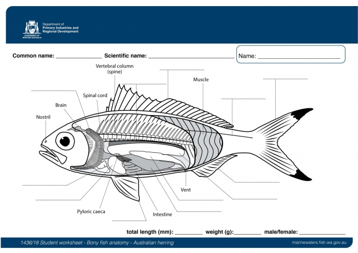 Anatomy Of A Fish Worksheets Worksheets Day
