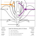 Anatomy Of A Flower Interactive Worksheet