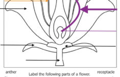 Anatomy Of A Flower Interactive Worksheet