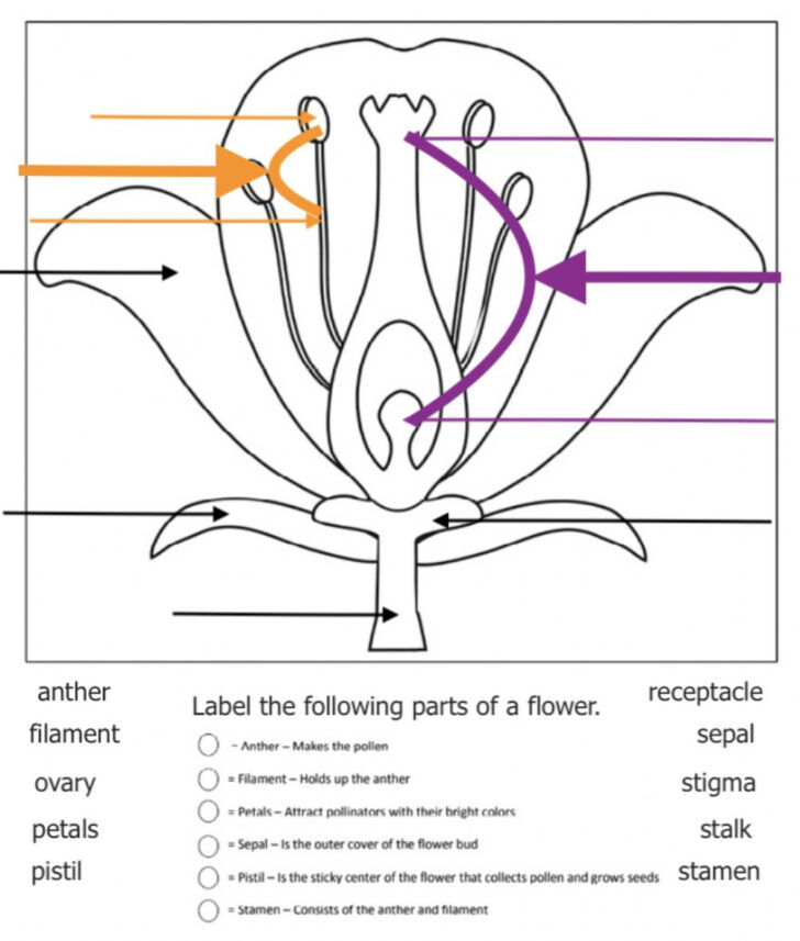 Anatomy Of A Flower Interactive Worksheet | Anatomy Worksheets