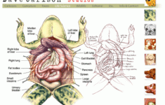 Anatomy Of A Frog