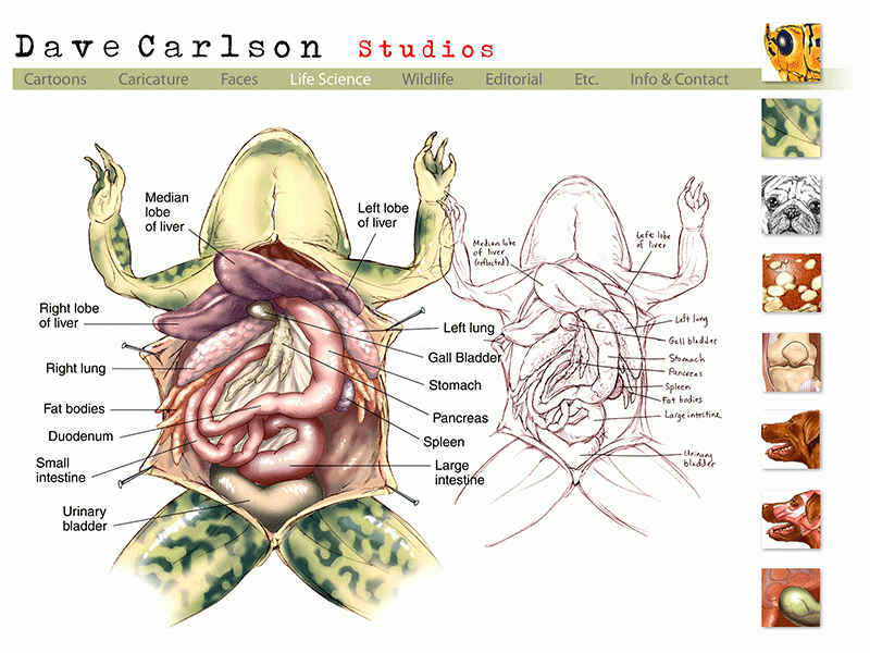 Anatomy Of A Frog