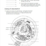 Anatomy Of A Generalized Cell Anatomy Drawing Diagram