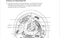 Anatomy Of A Generalized Cell Anatomy Drawing Diagram