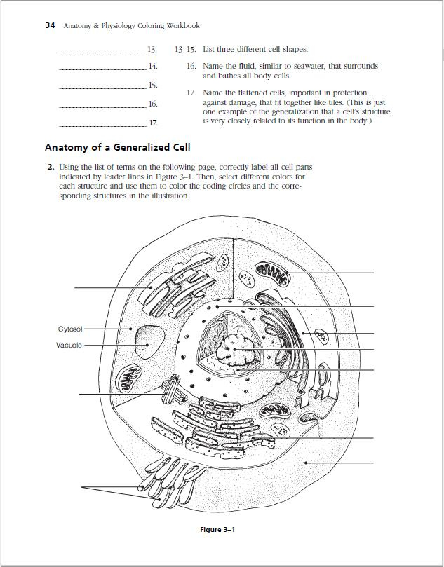 Anatomy Of A Generalized Cell Anatomy Drawing Diagram