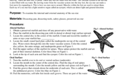 Anatomy Of A Starfish Worksheet Answers