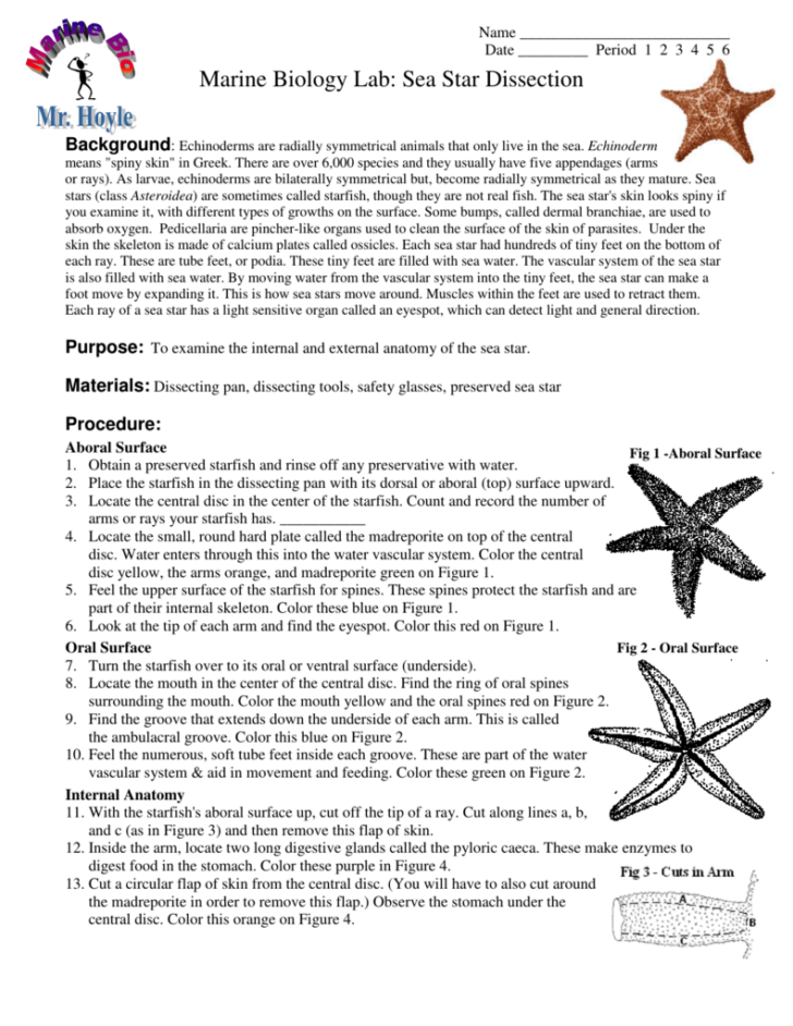 Anatomy Of A Starfish Worksheet Answers