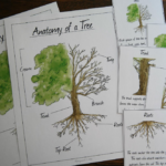 Anatomy Of A Tree And Parts Educational Printable Set Educational