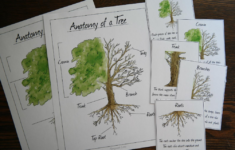 Anatomy Of A Tree And Parts Educational Printable Set Educational