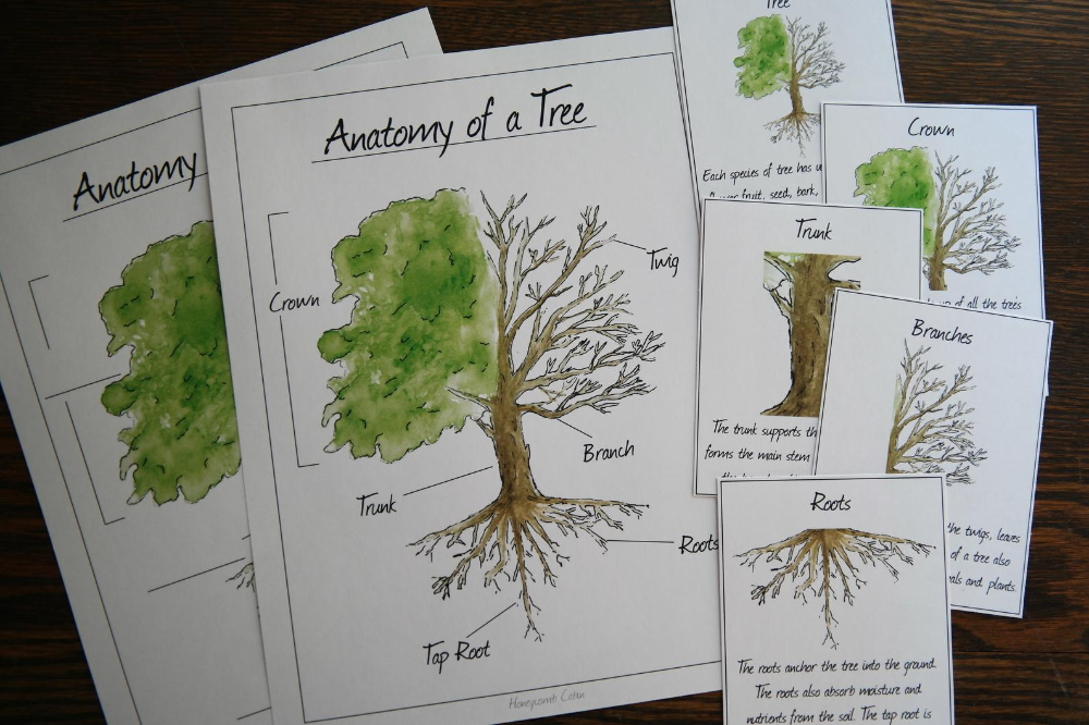 Anatomy Of A Tree And Parts Educational Printable Set Educational 