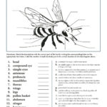 Anatomy Of A Worker Bee Worksheet