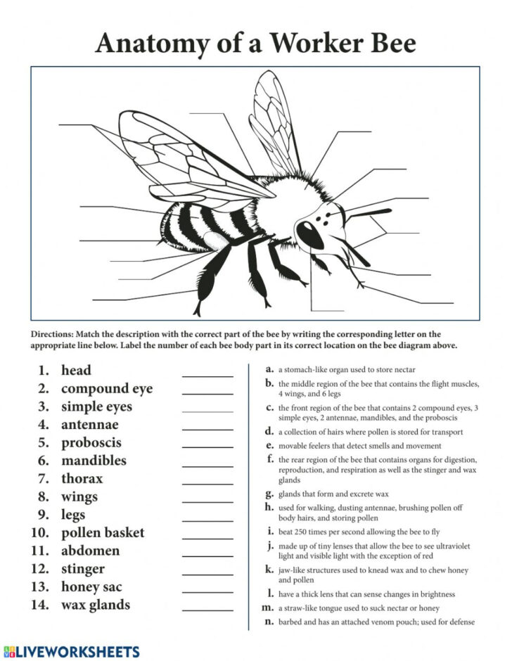 Bee Anatomy Worksheet