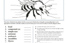 Anatomy Of A Worker Bee Worksheet