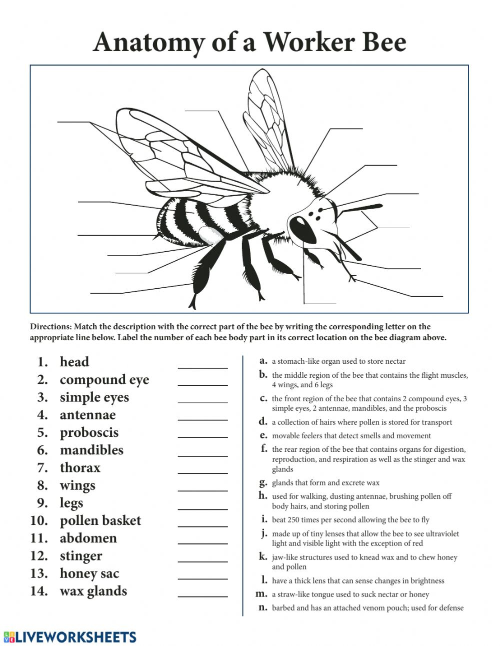 Anatomy Of A Worker Bee Worksheet