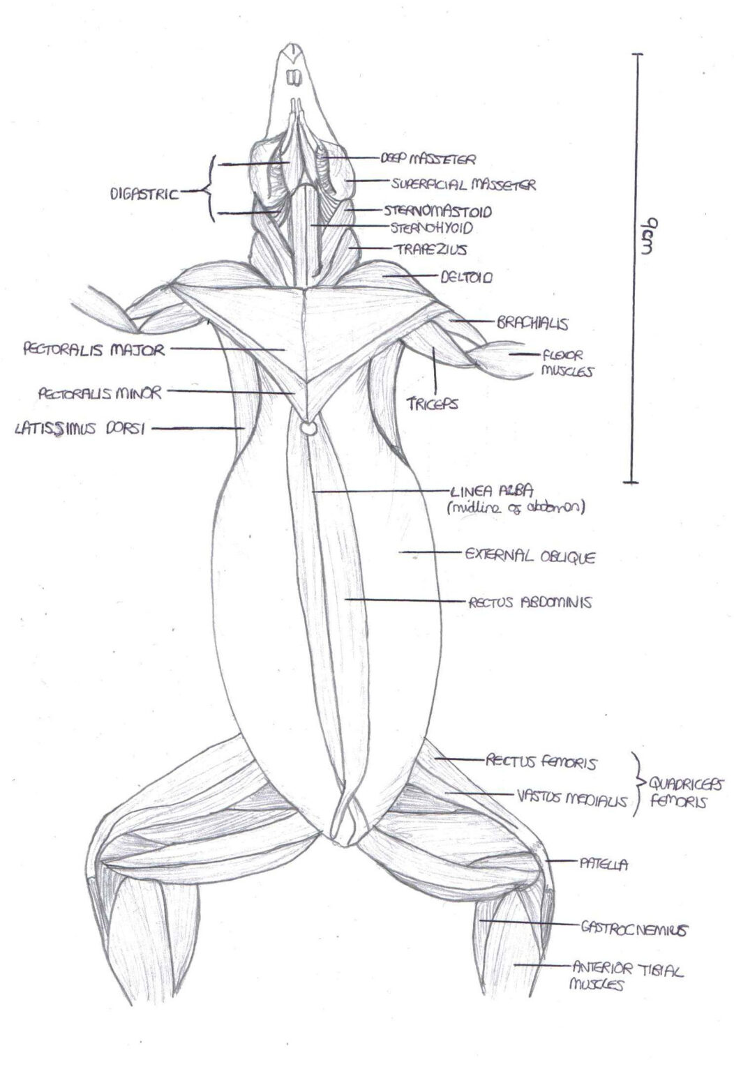 Anatomy Of Rat Musculature Ventral View Aleat Ria Anatomy Worksheets