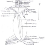 Anatomy Of Rat Musculature Ventral View Aleat Ria