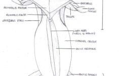 Anatomy Of Rat Musculature Ventral View Aleat ria