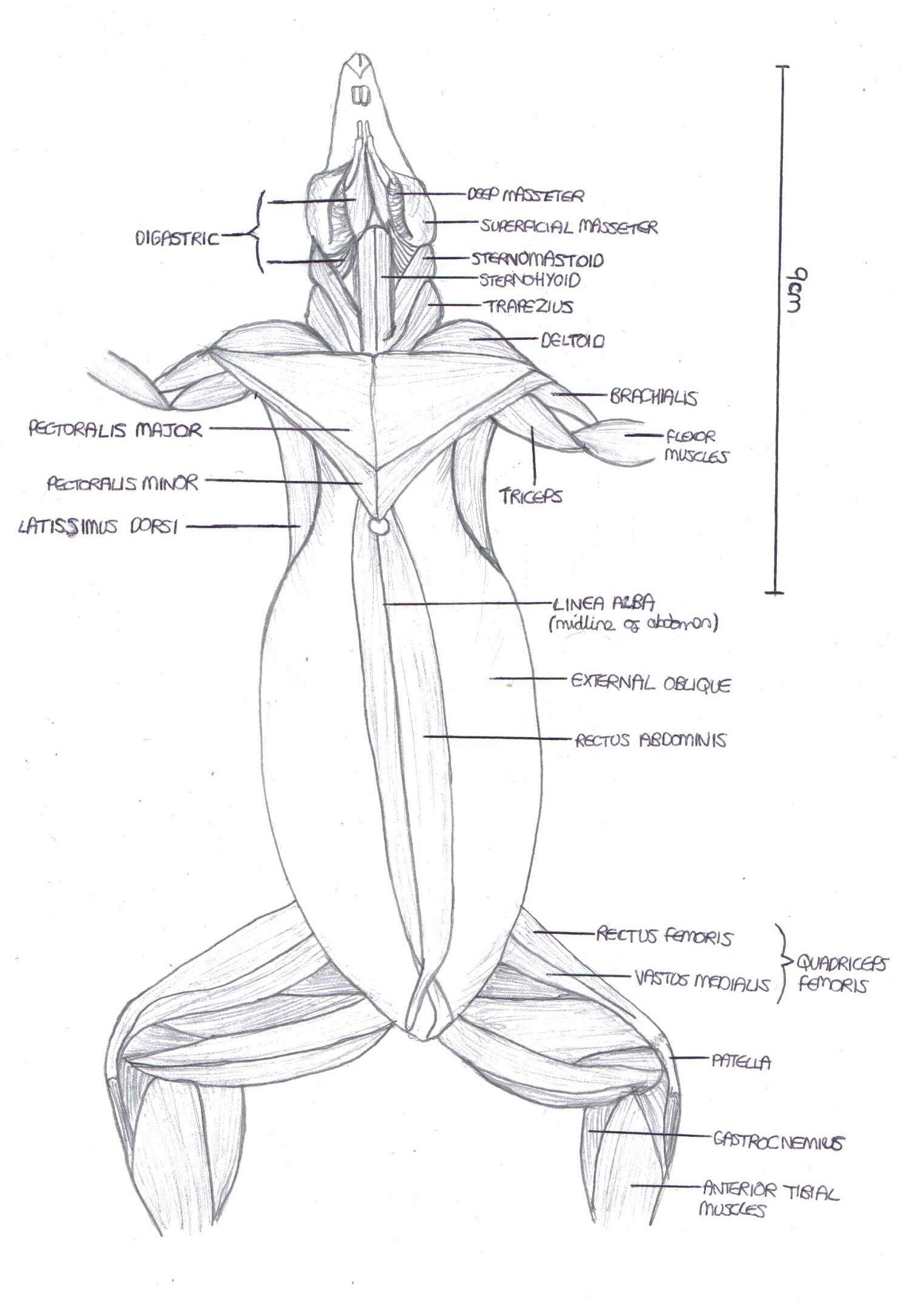 Anatomy Of Rat Musculature Ventral View Aleat ria