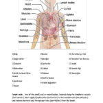 Anatomy Of The Body English ESL Worksheets For Distance Learning And