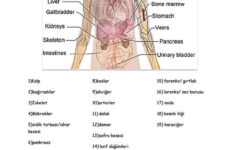 Anatomy Of The Body English ESL Worksheets For Distance Learning And