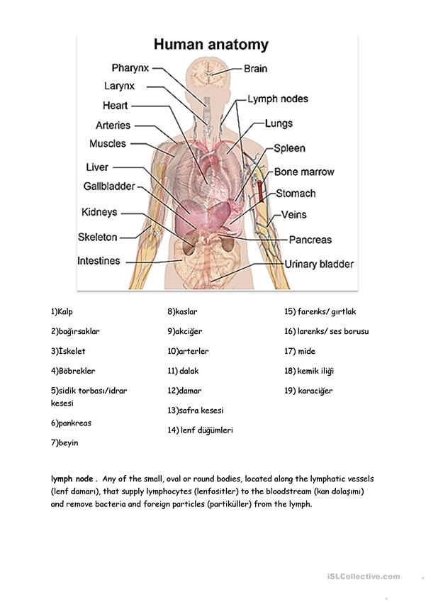 Anatomy Of The Body English ESL Worksheets For Distance Learning And 