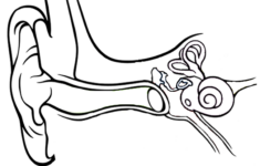 Anatomy Of The Ear Coloring Ear Anatomy Ear Diagram Human Body