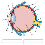 Anatomy Of The Eye Labeling Eye Anatomy Biology Notes Biology
