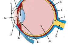 Anatomy Of The Eye Labeling Eye Anatomy Biology Notes Biology