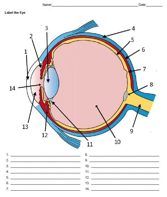 Anatomy Of The Eye Labeling Eye Anatomy Biology Notes Biology 
