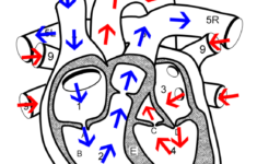 Anatomy Of The Heart